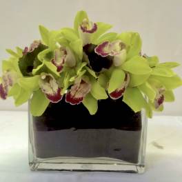 Green orchids arranged in a square glass vase