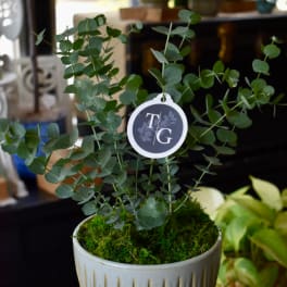 Potted eucalyptus plant with a round tag in a ceramic container