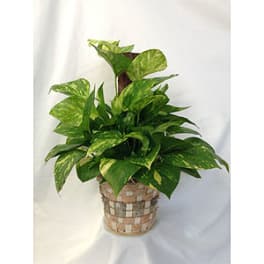 Potted green houseplant in a woven basket planter