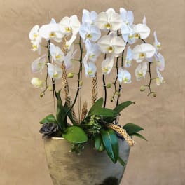 White orchids arranged in a tall planter with succulents