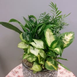 Mixed green houseplants arranged in a textured gray pot