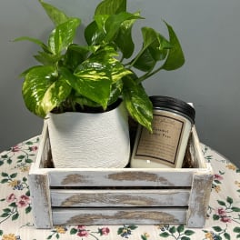 Potted green houseplant in a white planter with a candle in a wooden crate