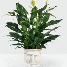 White peace lilies in a cream pot with a ribbon
