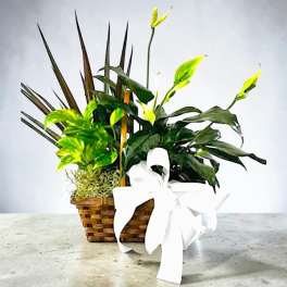 Tropical plant arrangement in a woven basket with a white ribbon