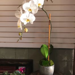 Good Morning Orchid