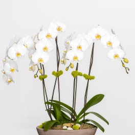 White orchid arrangement in a shallow bowl planter