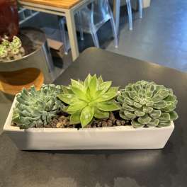 Rectangular planter with three succulent rosettes on a tabletop