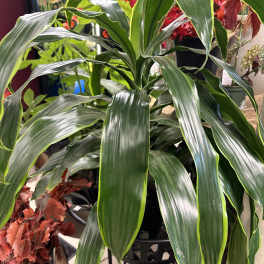 Potted dracaena plant with long glossy green leaves