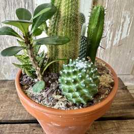 Potted arrangement of assorted cacti and succulents in a terracotta pot
