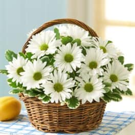 White daisies in a wicker basket