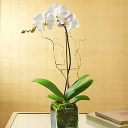 White orchid plant in a square glass vase on a table