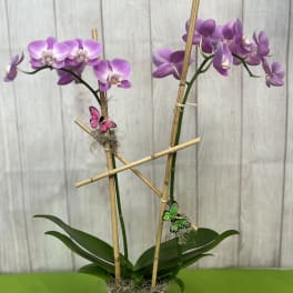 Two purple orchids in a mosaic pot with bamboo stakes