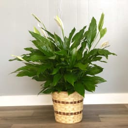 Peace Lily Plant