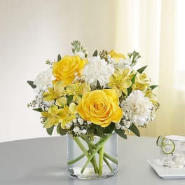 176259 Yellow and white delight