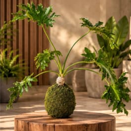 Potted plant with split green leaves on a moss-covered base