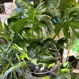Potted tropical plant with large glossy split leaves