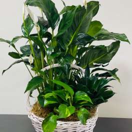 Basket of green houseplants with white peace lily blooms