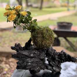 Yellow roses in a moss-covered ball displayed on a dark sculptural driftwood base