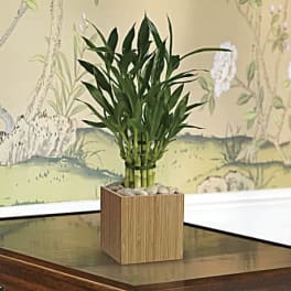 Potted bamboo plant in a square wooden planter with stones