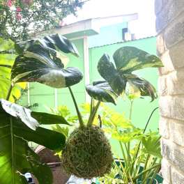 Variegated monstera plant mounted in a moss ball hanging outdoors