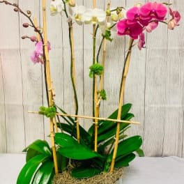Potted orchids in pink and white with bamboo stakes in a glass container