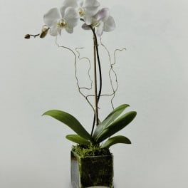 White orchid plant in a square glass vase with moss