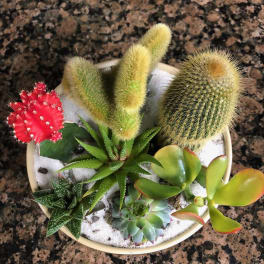 Succulent and cactus arrangement in a shallow round bowl