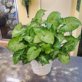 Potted green leafy plant in a white woven basket