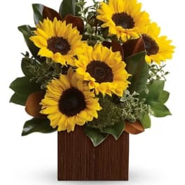 Sunflower arrangement in a wooden box with dark green foliage