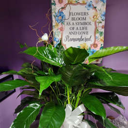 Potted green plant in a basket with a white ribbon and memorial sign