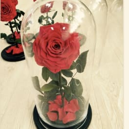 Authentic Preserved Jumbo Roses: Red