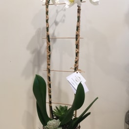 White orchid arrangement in a tall white pot with succulents