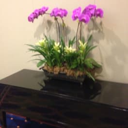 Purple orchids arranged in a low rectangular planter