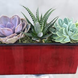 Succulent arrangement in a red rectangular planter with three rosettes