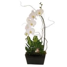 White orchid plant in a black square pot