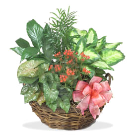 Send Plants Naperville Il Flower Delivery Bloomnation