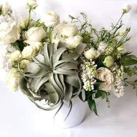 Send Sympathy And Funeral Air Plants Georgetown Tx Flower Delivery Bloomnation