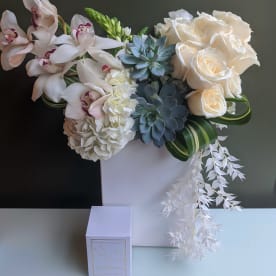 Send Succulents La Grange Il Flower Delivery Bloomnation