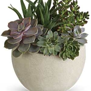 Succulent arrangement in a beige round planter