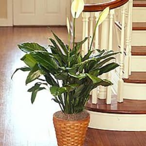 Potted peace lily plant in a woven basket planter