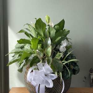 Basket arrangement of green plants with white blooms and a white ribbon