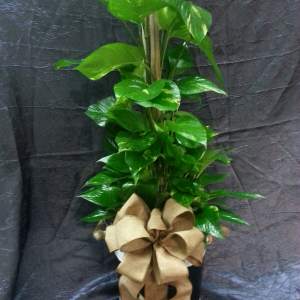 Potted green vine plant with a large tan ribbon bow