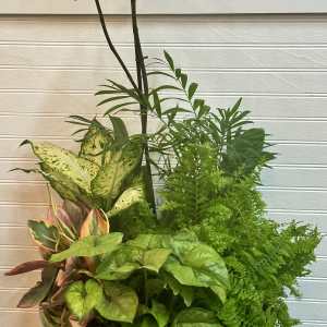 White orchid in a green bowl planter with assorted houseplants