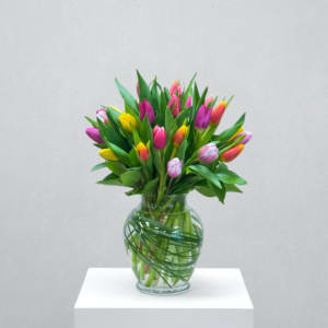 Tulips Together - Deluxe