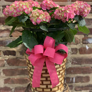 PINK HYDRANGEA