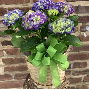 Heavenly Hydrangea