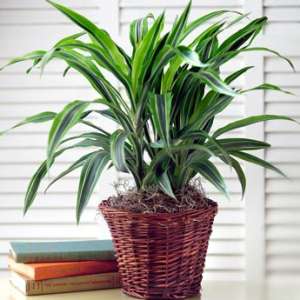 Potted green houseplant in a woven basket planter
