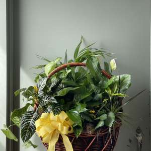 Basket of assorted green houseplants with a yellow ribbon