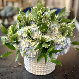Blue and white hydrangeas in a white textured vase with green foliage