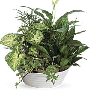 Assorted green houseplants in a low white ceramic bowl
